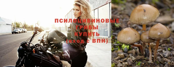 прущие грибы Белокуриха